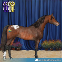 Horse Color:Bay Appaloosa Rabicano