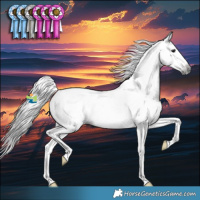 Horse Color:Gray Blue Roan Splash Appaloosa Rabicano 