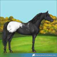 Horse Color:Black Appaloosa 