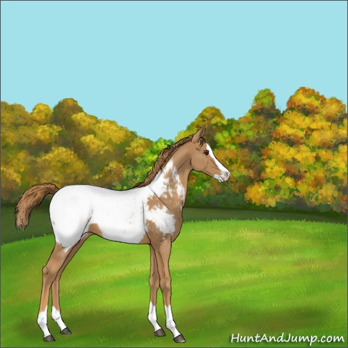 Horse Color:Chestnut Splash Appaloosa 