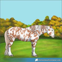 Horse Color:Gold Champagne Splash Near Leopard 