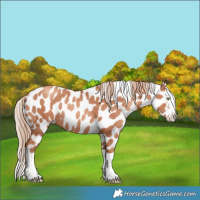 Horse Color:Gold Champagne Splash Appaloosa 