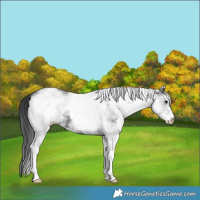 Horse Color:White Spotted Black 