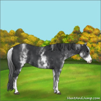 Horse Color:White Spotted Black 