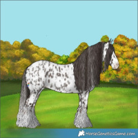 Horse Color:Liver Red Roan Sabino Splash Appaloosa and Liver Red Roan Sabino Splash Appaloosa
