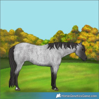 Horse Color:Smoky Blue Roan 