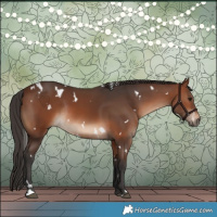 Horse Color:White Spotted Brown Rabicano 