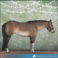 Horse Color:White Spotted Brown Dun Tobiano 