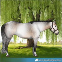 Horse Color:Gray Buckskin Tobiano 