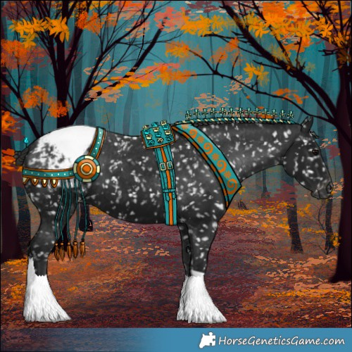 Horse Color:Gray Black Appaloosa 