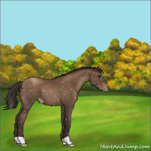 Horse Color:Gray Black Pearl Appaloosa 