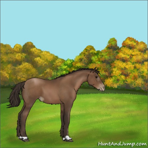 Horse Color:Gray Black Pearl 
