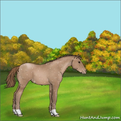 Horse Color:Black Pearl Appaloosa 