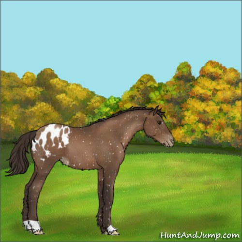 Horse Color:Gray Black Pearl Appaloosa 