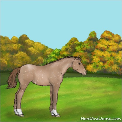 Horse Color:Black Pearl Appaloosa 