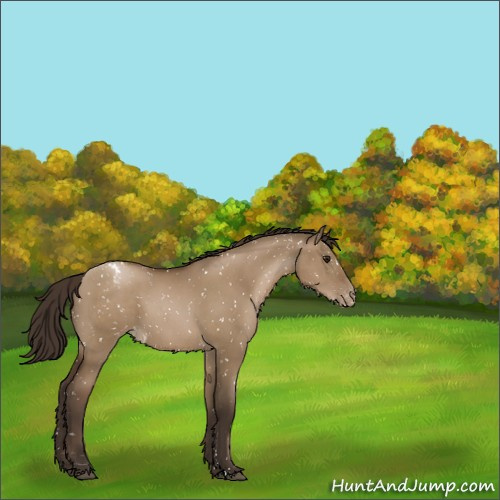 Horse Color:Gray Grullo Pearl Appaloosa 