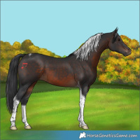 Horse Color:Brown Tobiano 
