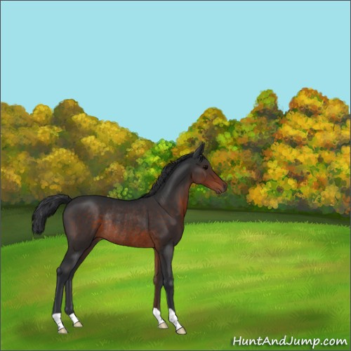 Horse Color:Brown Rabicano 