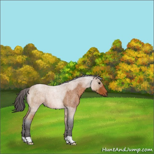 Horse Color:Buckskin Roan 