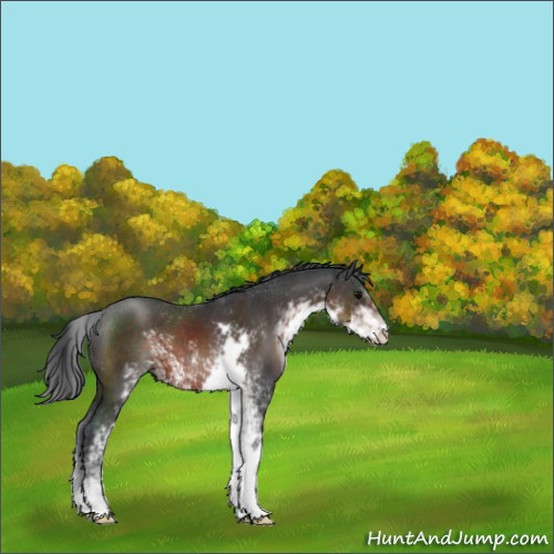Horse Color:Brown Sabino 