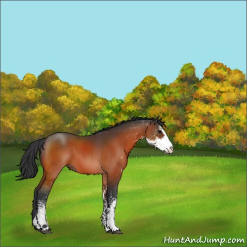Horse Color:Brown Sabino 