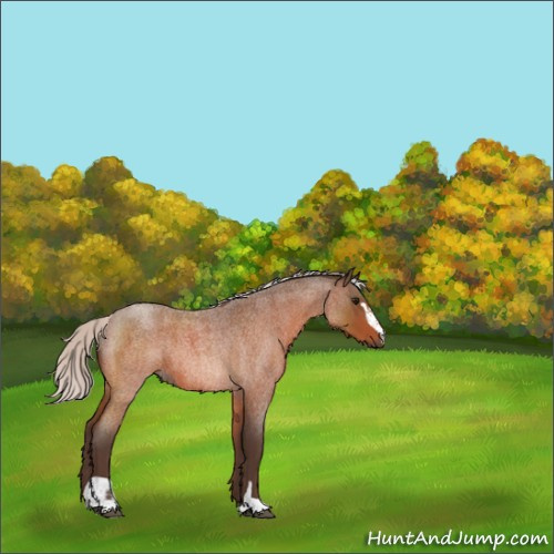 Horse Color:Silver Bay Roan Sabino 