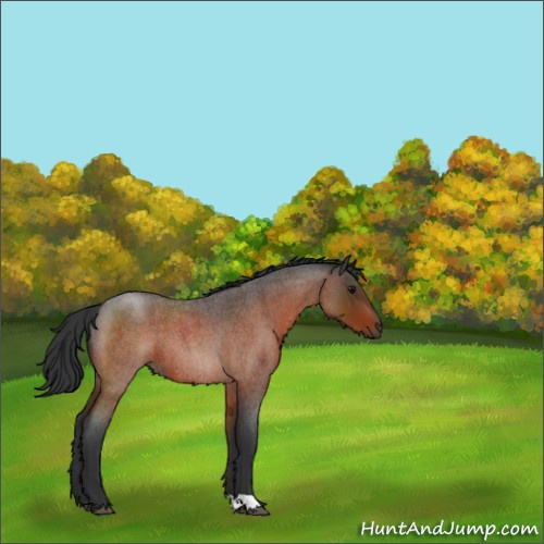 Horse Color:Bay Roan 