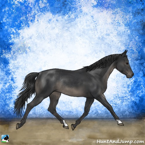 Horse Color:Black Rabicano