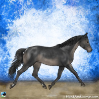 Horse Color:Black Rabicano 