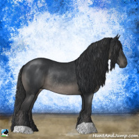 Horse Color:Black Rabicano 