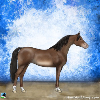 Horse Color:Gray Classic Champagne Rabicano 