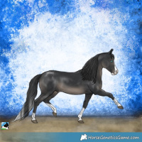 Horse Color:Black Splash