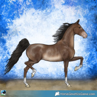 Horse Color:Gray Classic Champagne Rabicano