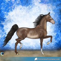 Horse Color:Gray Classic Champagne Rabicano 