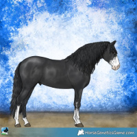 Horse Color:Black Sabino 