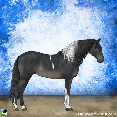 Horse Color:Black Tobiano 