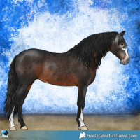 Horse Color:Gray Brown Sabino Rabicano 