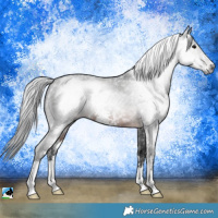 Horse Color:Gray Brown Sabino Rabicano 