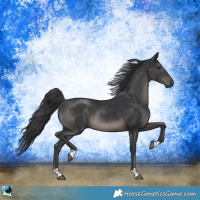 Horse Color:Black Rabicano 