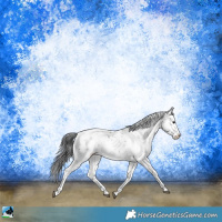 Horse Color:White Spotted Black Sabino Rabicano 