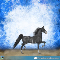 Horse Color:Black Mushroom Sabino Rabicano 