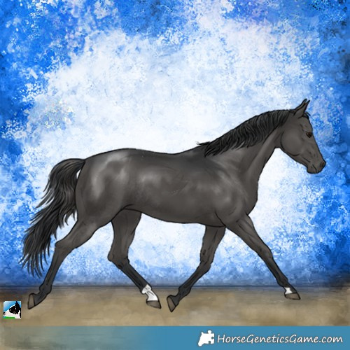 Horse Color:Black Mushroom Rabicano