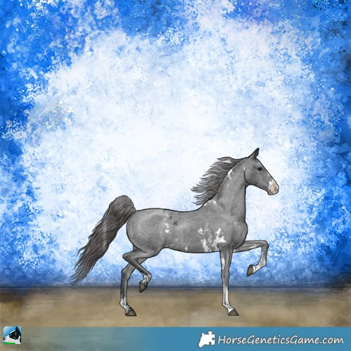 Horse Color:White Spotted Black Mushroom Sabino Appaloosa