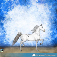 Horse Color:White Spotted Black Mushroom Sabino Appaloosa 