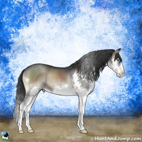 Horse Color:Blue Onyx Splash 