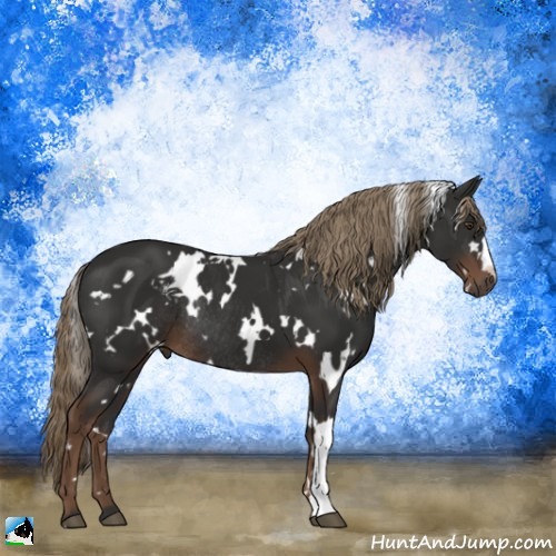 Horse Color:White Spotted Liver Chestnut Rabicano 