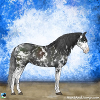 Horse Color:Black Mushroom Sabino 