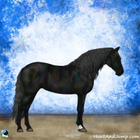 Horse Color:Midnight Black 