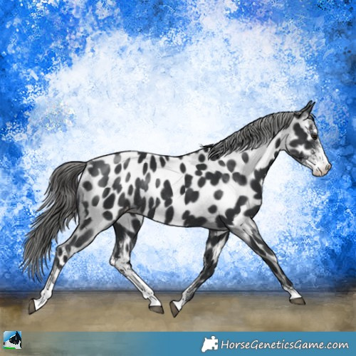 Horse Color:Black Mushroom Sabino Appaloosa Rabicano