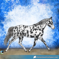 Horse Color:Black Mushroom Sabino Near Leopard Rabicano 